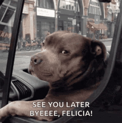 Brown Dog In Driver's Seat Looking Out Window GIF