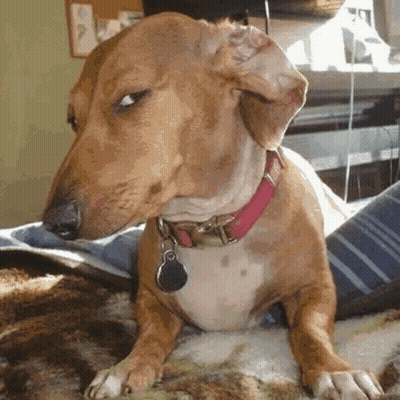 Brown Dog In Pink Collar Laying On Blanket GIF