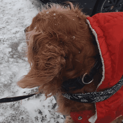 Brown Dog In Red Jacket And Black Collar GIF