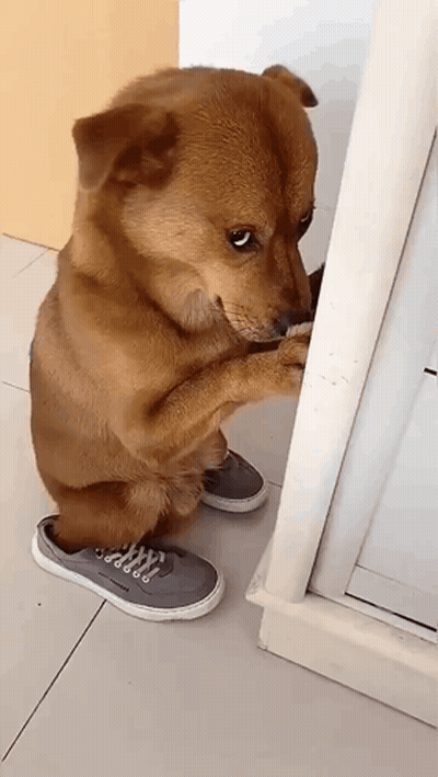 Brown Dog In Sneakers Standing By Wall GIF