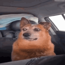 Brown Dog Inside Car Confused Question Mark