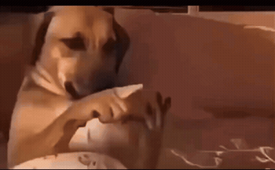 Brown Dog Laying On Couch Wearing Headphones GIF