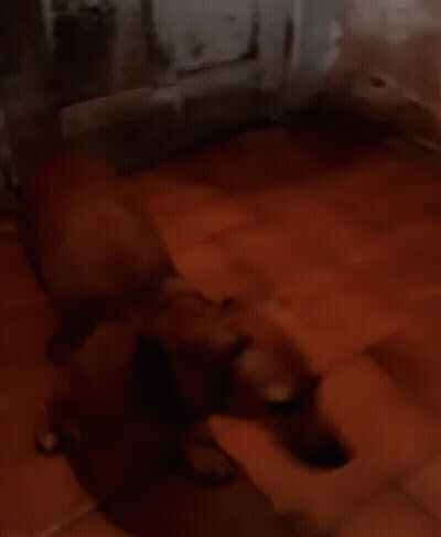 Brown Dog Laying On Wooden Floor In Dark Room GIF