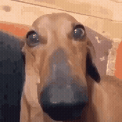 Brown Dog Leaning Against Table Saying Will Someone Play With Me GIF