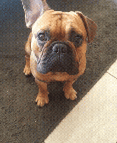 Brown Dog Looking At Camera GIF