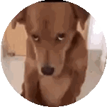 Brown Dog Looking At Camera Sticker