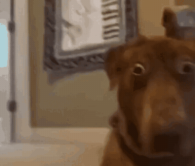 Brown Dog Looking At Camera In Mirror GIF