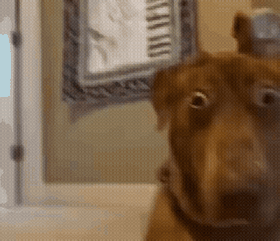 Brown Dog Looking At Camera With Picture Frame GIF