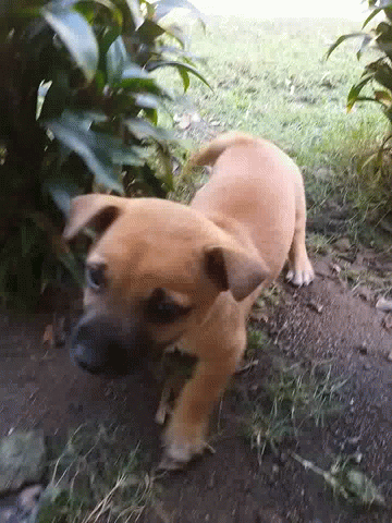 Brown Dog Lying Down GIF