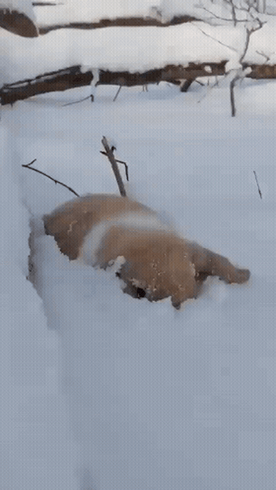 Brown Dog Lying In Snow Near Tree GIF