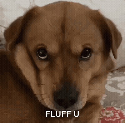 Brown Dog Lying On Bed Looking Fluff U GIF