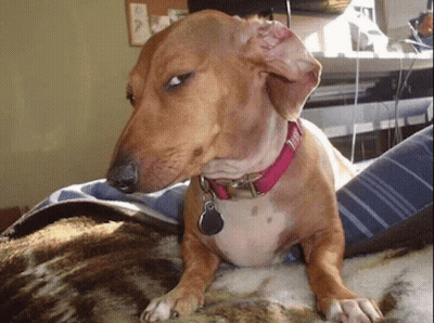 Brown Dog Lying On Couch With Pink Collar GIF