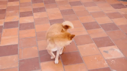 Brown Dog Playing Chasing Tails GIF