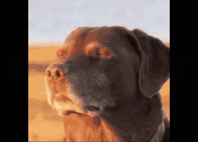 Brown Dog's Face In Desert GIF