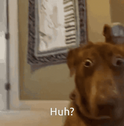 Brown Dog Saying Huh GIF