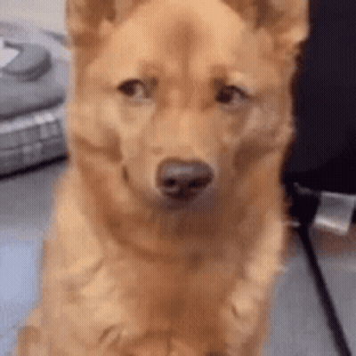 Brown Dog Sitting Close Up GIF