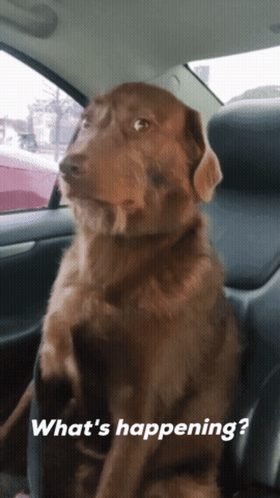 Brown Dog Sitting In Back Seat Of Car Saying What's Happening GIF