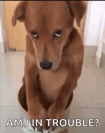 Brown Dog Sitting In Bowl Ami In Trouble GIF