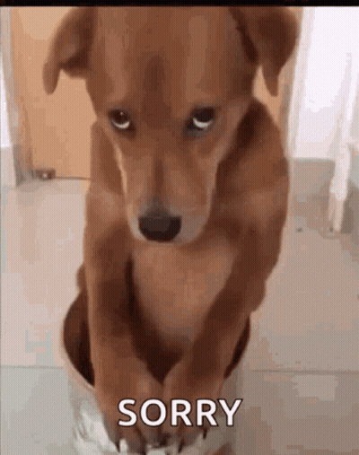Brown Dog Sitting In Bowl Saying Sorry GIF