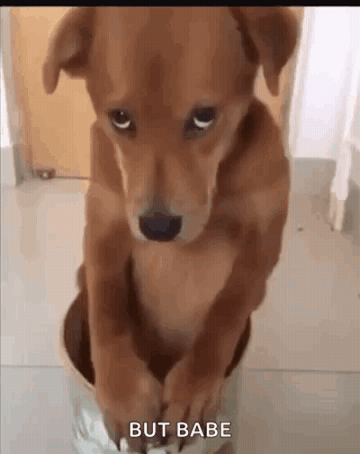 Brown Dog Sitting In Bucket GIF