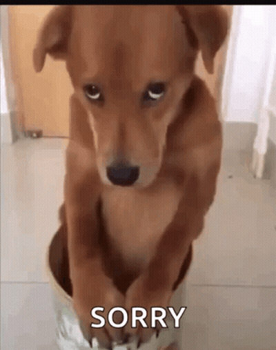 Brown Dog Sitting In Bucket GIF