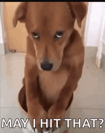 Brown Dog Sitting In Bucket Saying May I Hit That GIF