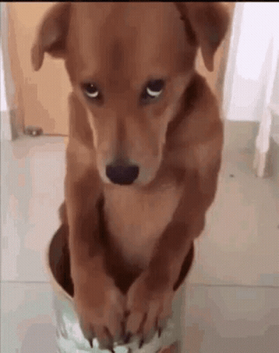 Brown Dog Sitting In Bucket GIF
