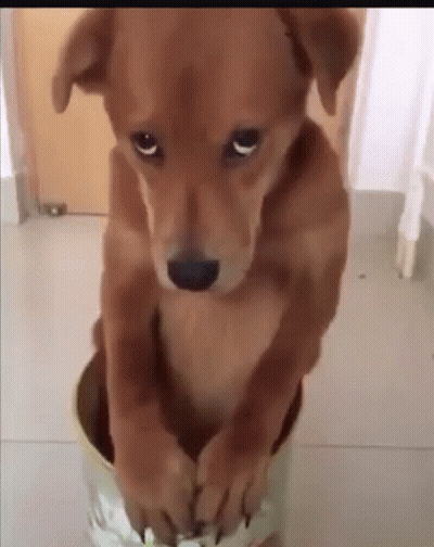 Brown Dog Sitting In Can Looking At Camera GIF