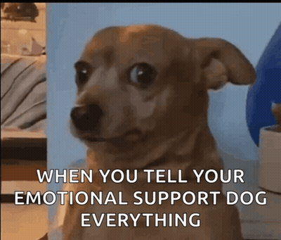 Brown Dog Sitting In Front Of Blue Wall Says When You Tell Your Emotional Support Dog Everything GIF