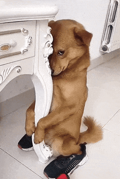 Brown Dog Sitting Next To Table Holding Shoe GIF