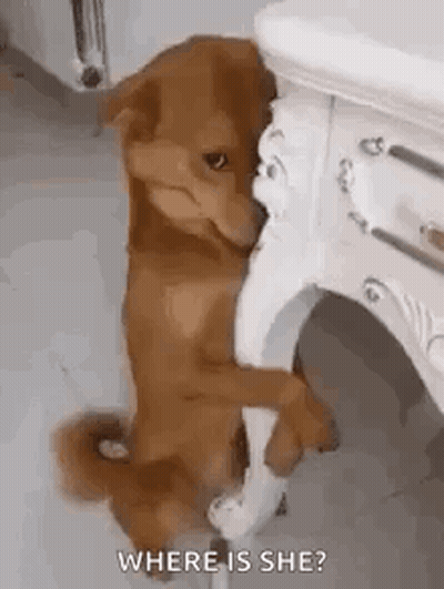 Brown Dog Sitting Next To White Table Looking At Camera GIF