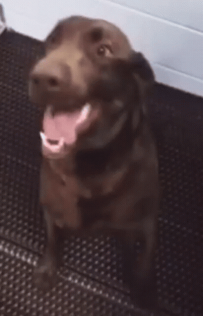 Brown Dog Sitting On Black Mat With Tongue Out GIF
