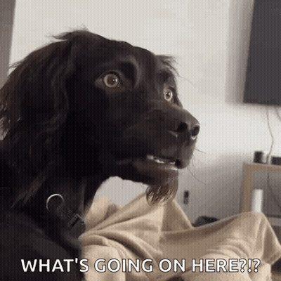 Brown Dog Sitting On Blanket Asking What's Going On GIF