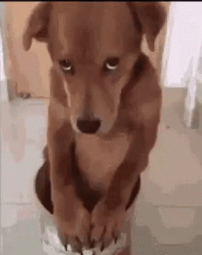 Brown Dog Sitting On Floor Wearing Shoes GIF