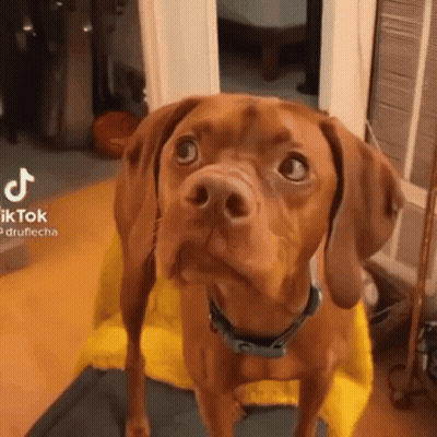 Brown Dog Sitting On Yellow Chair Looking Up GIF