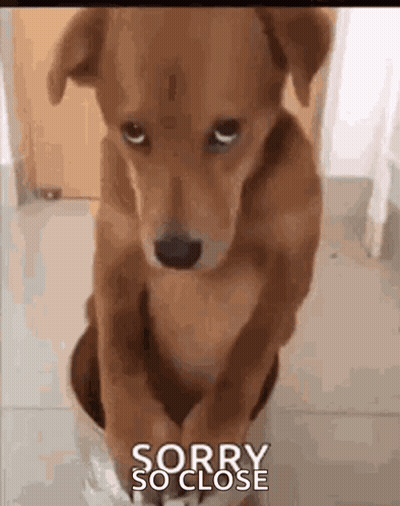 Brown Dog Sitting Sorry So Close GIF