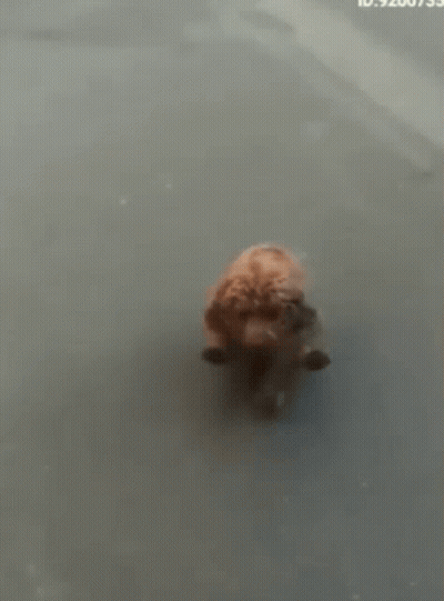 Brown Dog Standing In Water GIF