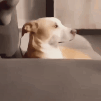 Brown Dog Standing Next To Railing Saying Giggle Shitter GIF