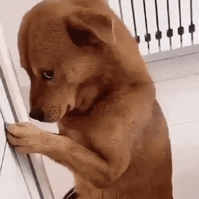Brown Dog Standing On Hind Legs GIF