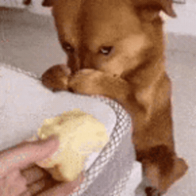 Brown Dog Standing On Hind Legs Beside Person Holding Butter GIF