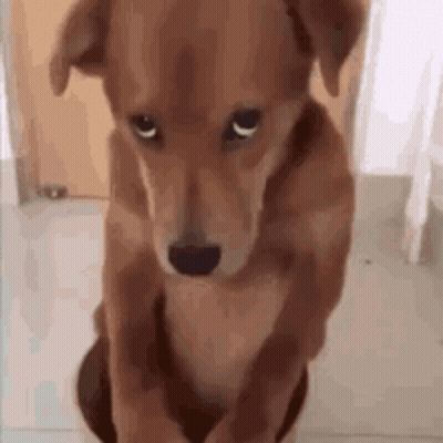 Brown Dog Standing On Hind Legs Looking At Camera GIF