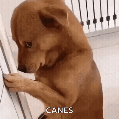 Brown Dog Standing On Hind Legs Looking At Wall Saying Canes GIF