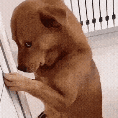 Brown Dog Standing On Hind Legs Looking Down GIF