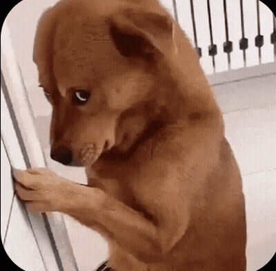 Brown Dog Standing On Hind Legs Next To Door GIF