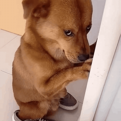 Brown Dog Standing On Hind Legs Next To Feet GIF