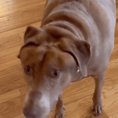 Brown Dog Standing On Wooden Floor GIF