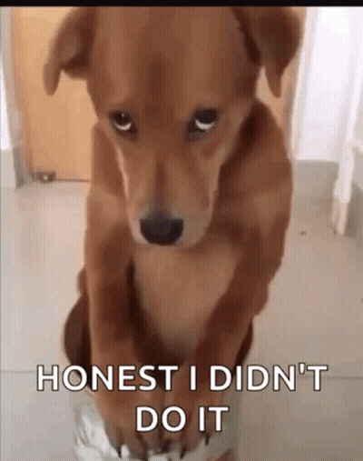 Brown Dog Standing Says Honest I Didn't Do It GIF