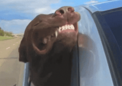 Brown Dog Sticking Head Out Of Car Window GIF