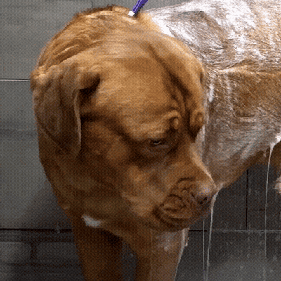 Brown Dog Taking Bath With Purple Brush GIF