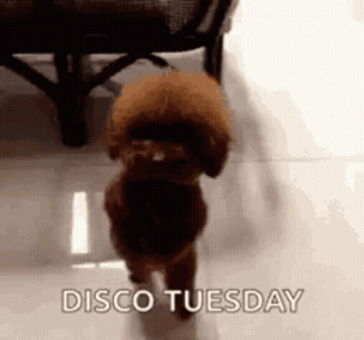 Brown Dog Walking on Tiled Floor Disco Tuesday